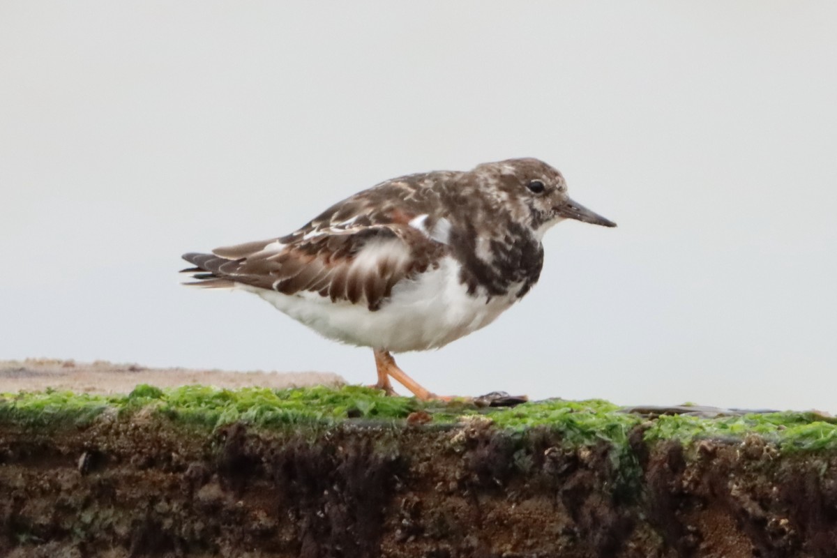 Ruddy Turnstone - ML617768690