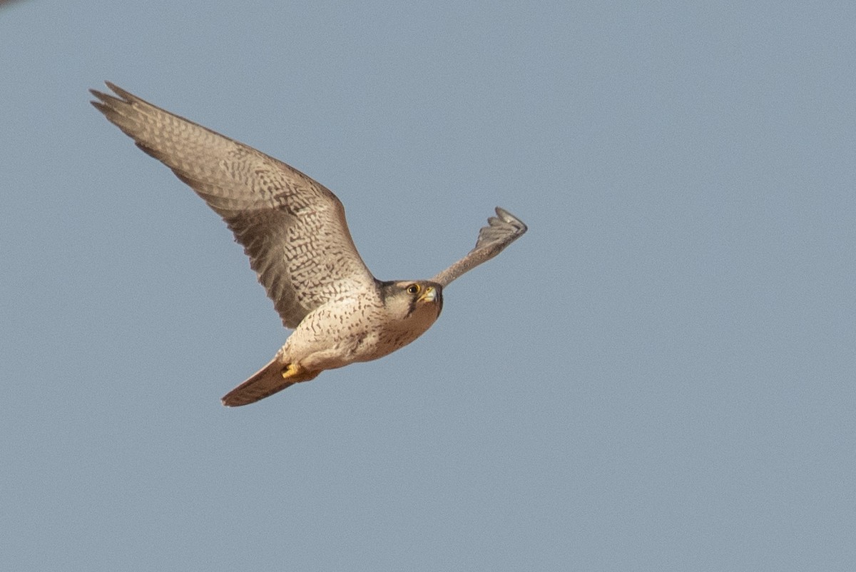 Lanner Falcon - Daniel Field