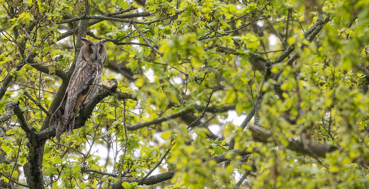 Kulaklı Orman Baykuşu (otus/canariensis) - ML617768772