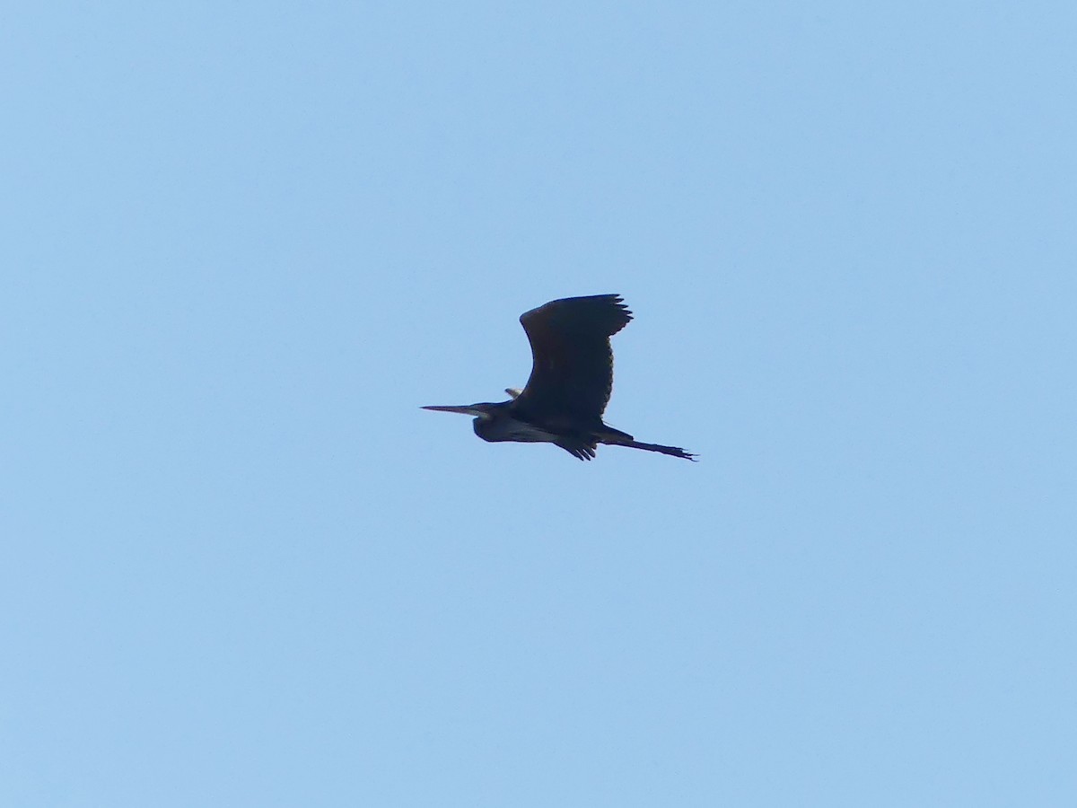 Purple Heron - ML617768774