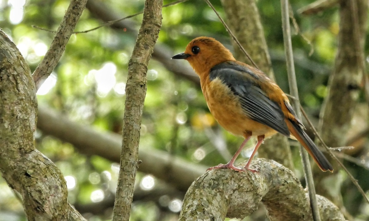 Red-capped Robin-Chat - ML617768830