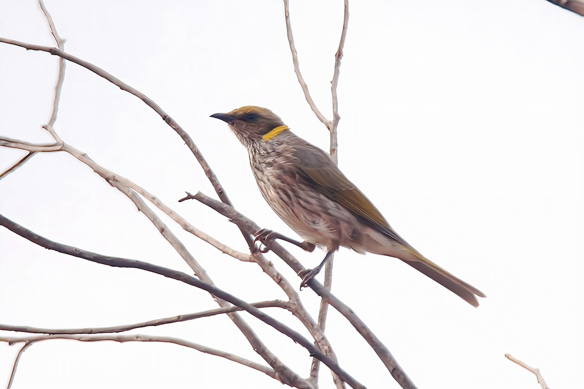 Yellow-plumed Honeyeater - Chris Chafer