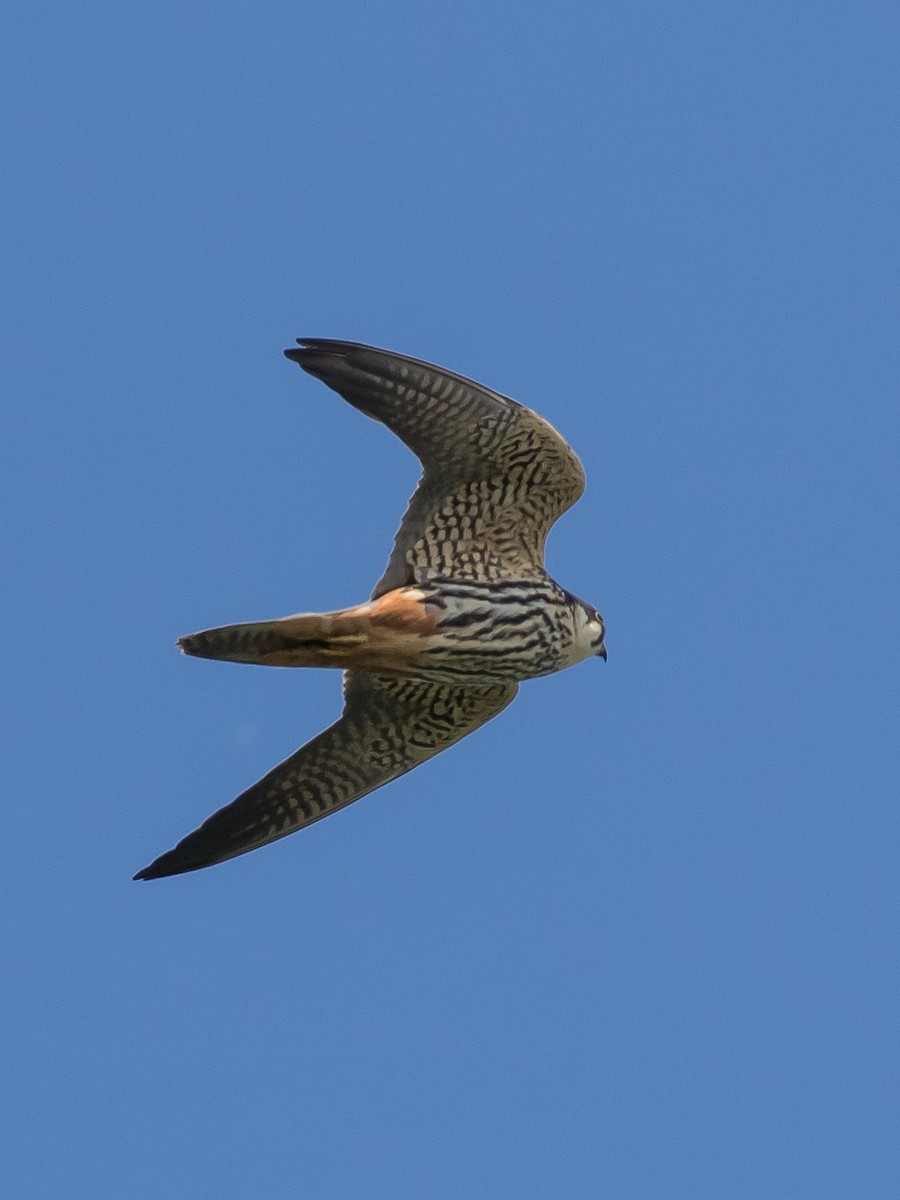 Eurasian Hobby - ML617768865