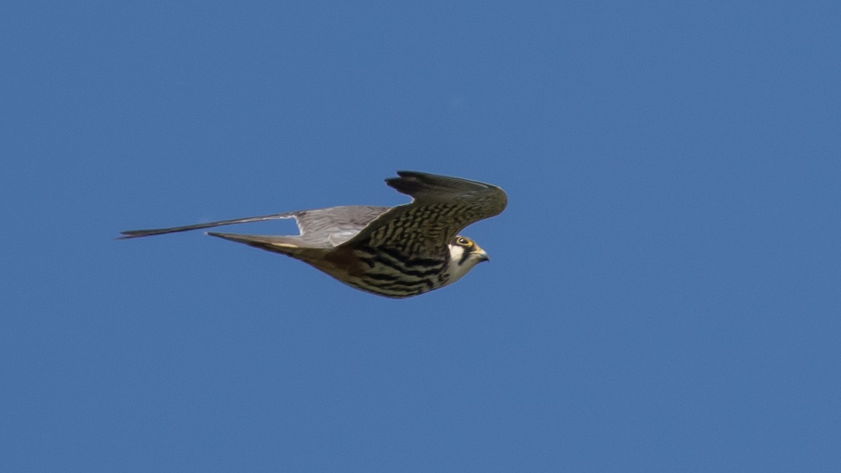 Eurasian Hobby - ML617768866