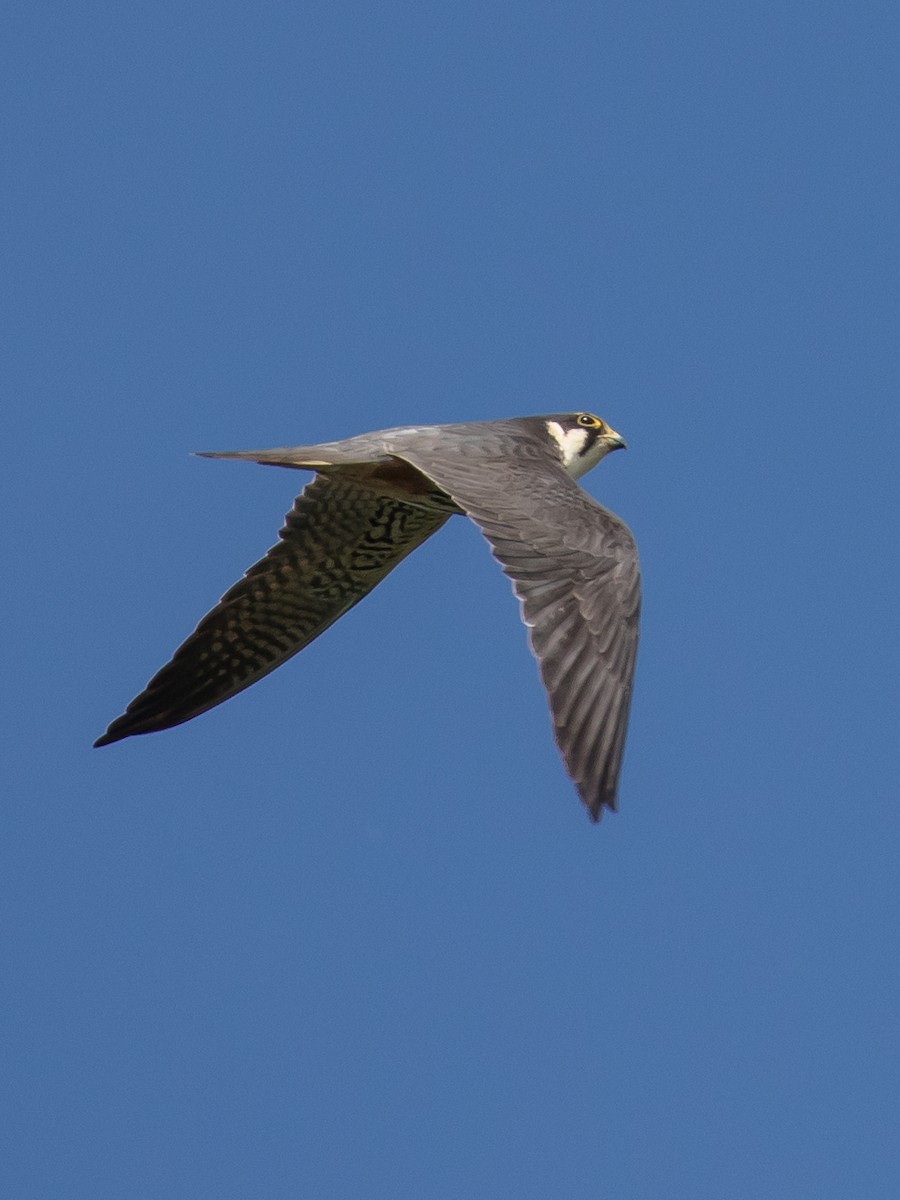 Eurasian Hobby - ML617768867