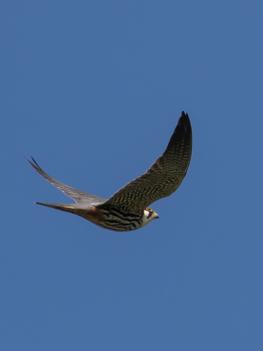Eurasian Hobby - ML617768868