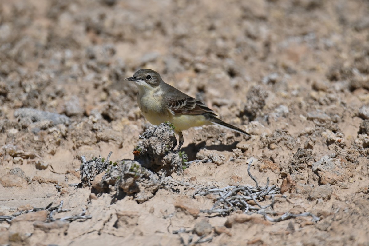 wagtail sp. - ML617768869