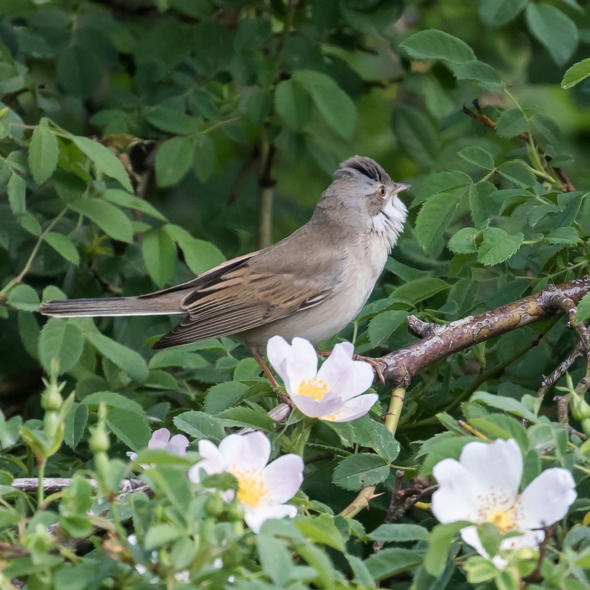 Greater Whitethroat - ML617768874
