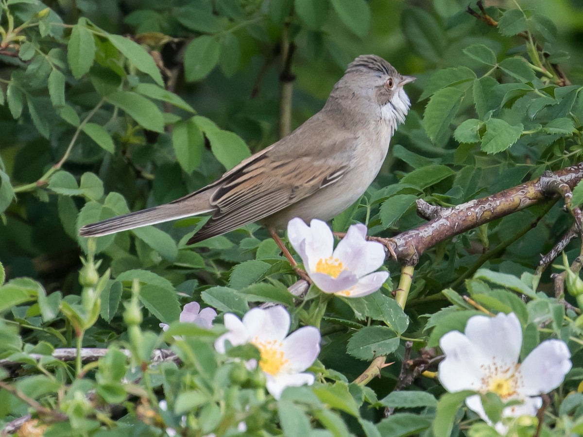 Greater Whitethroat - ML617768875
