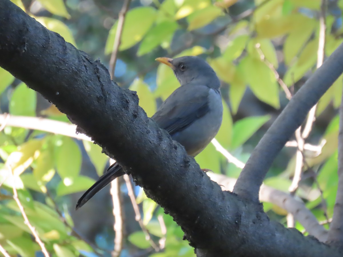 Karoo Thrush - ML617768881