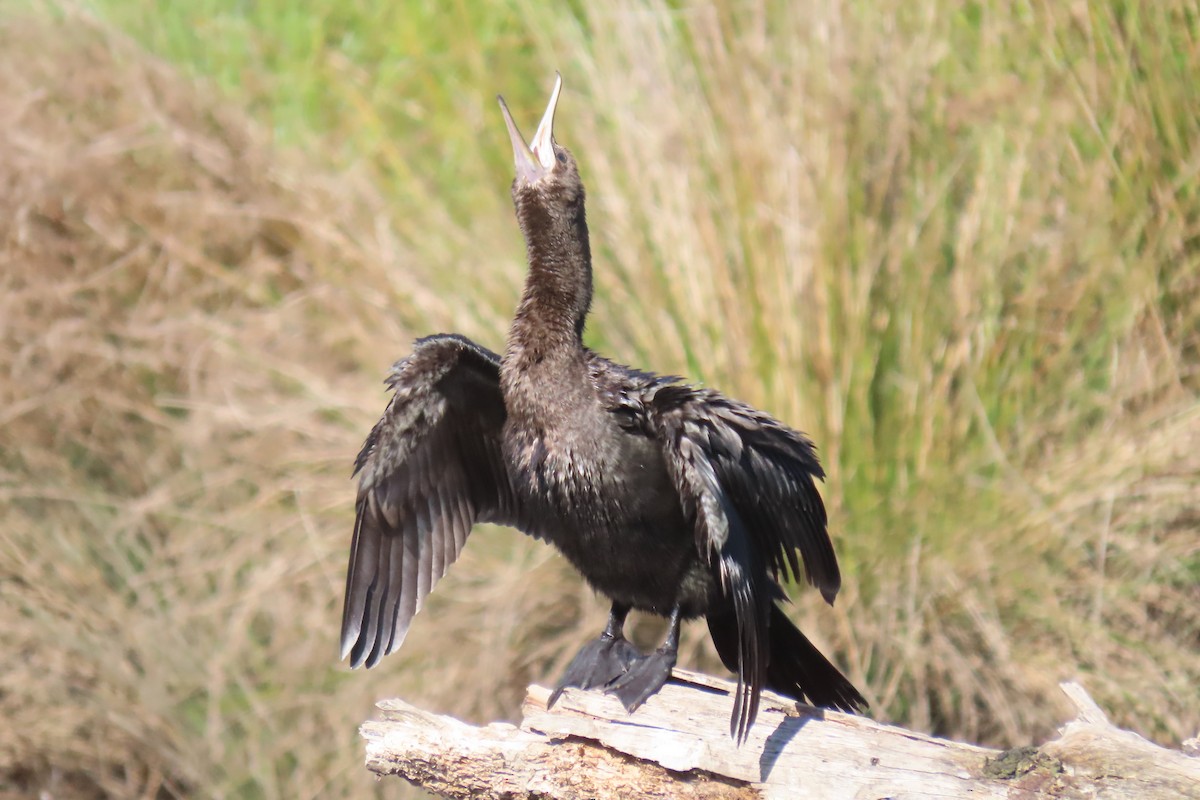 Little Black Cormorant - Deb & Rod R