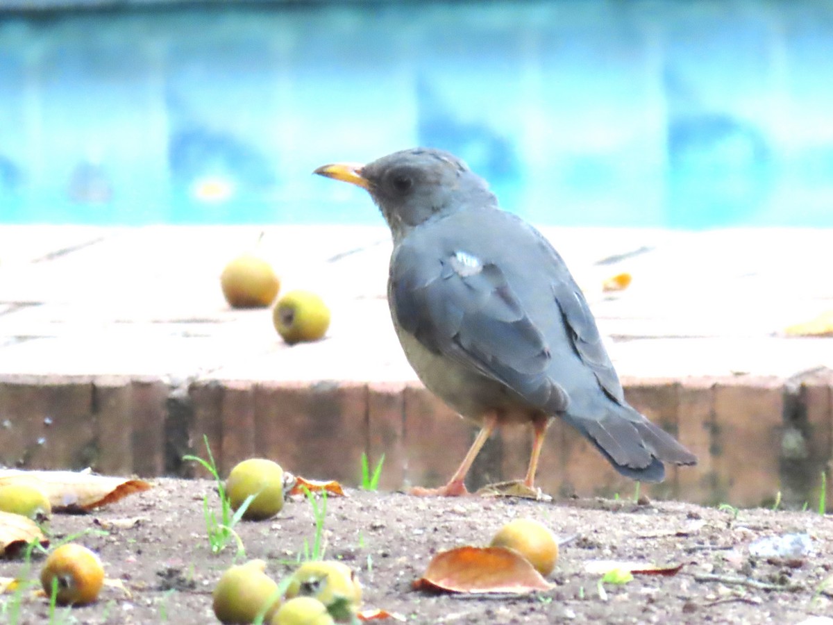 Karoo Thrush - Ursula  Mitra