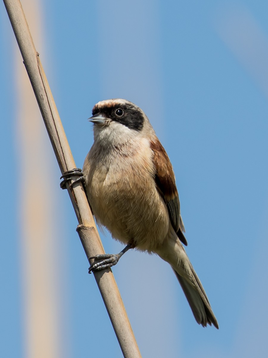 Eurasian Penduline-Tit - ML617768895