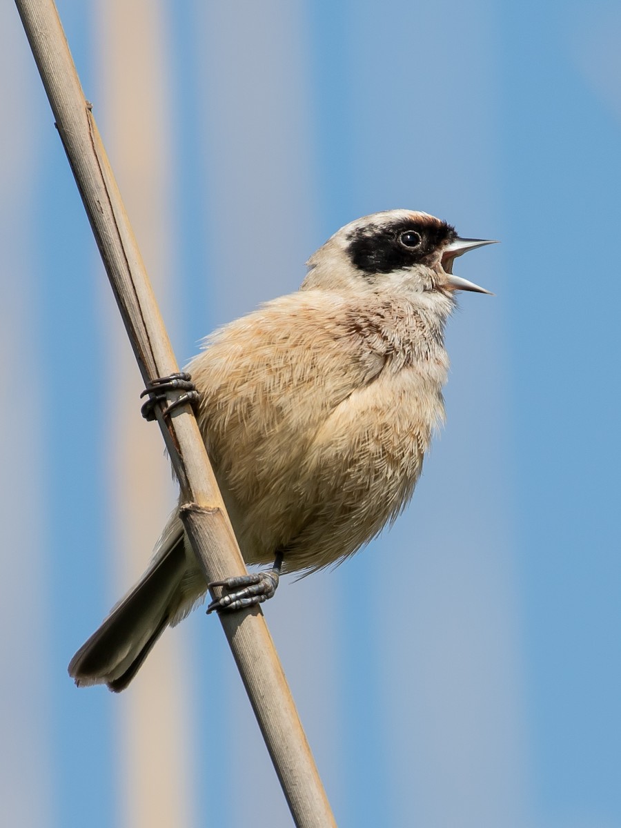 Eurasian Penduline-Tit - ML617768903