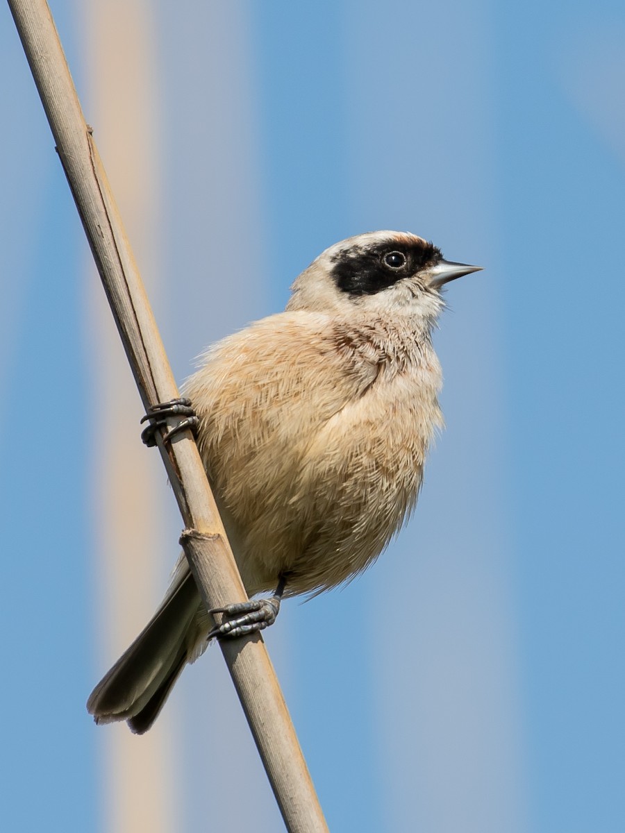 Eurasian Penduline-Tit - ML617768905