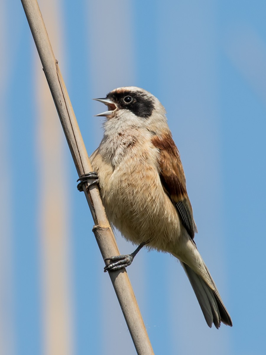 Eurasian Penduline-Tit - ML617768906