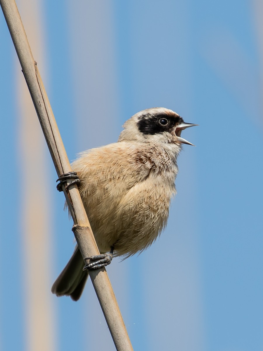 Eurasian Penduline-Tit - ML617768907