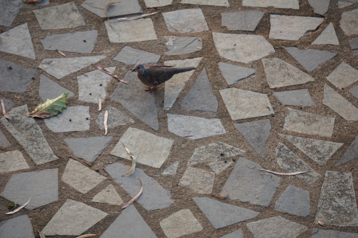 Spotted Dove - Srinidhi Kannan