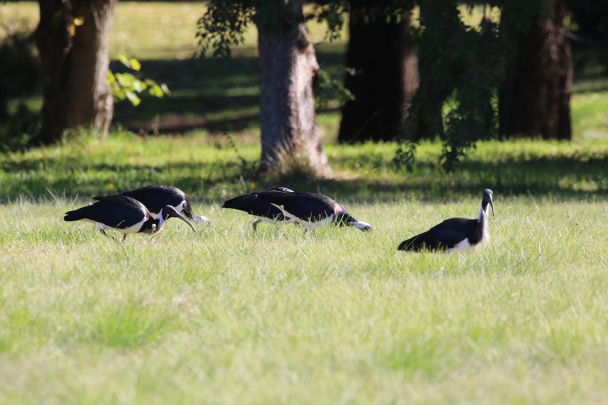 Straw-necked Ibis - ML617768911