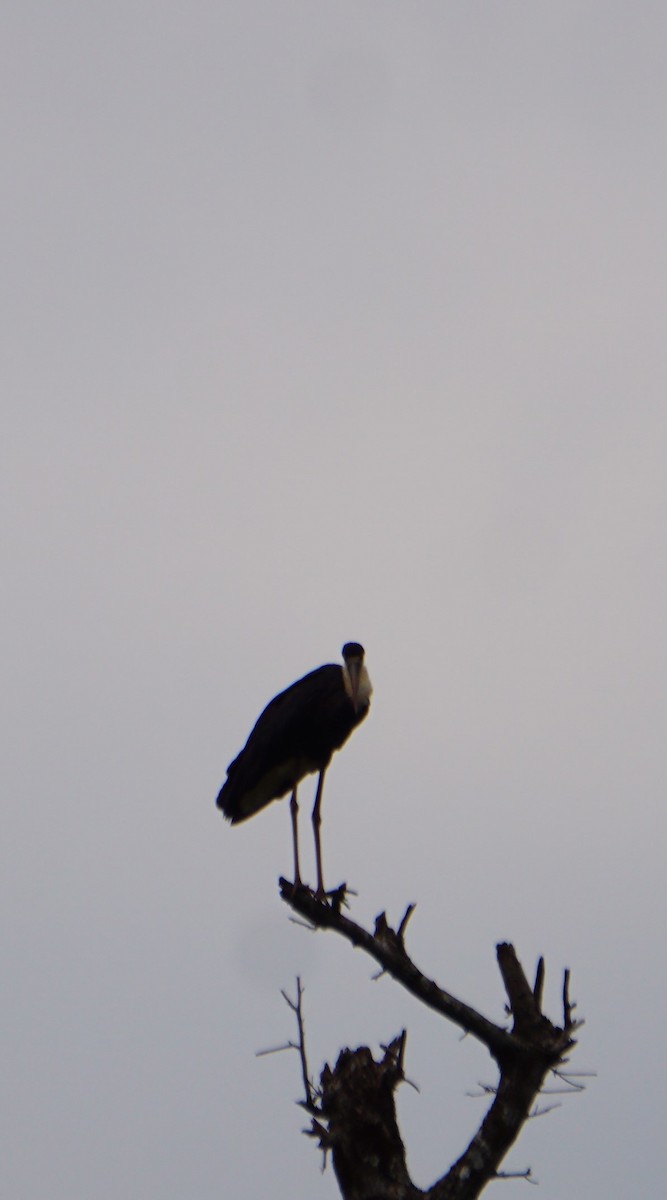 Asian Woolly-necked Stork - Srinidhi Kannan