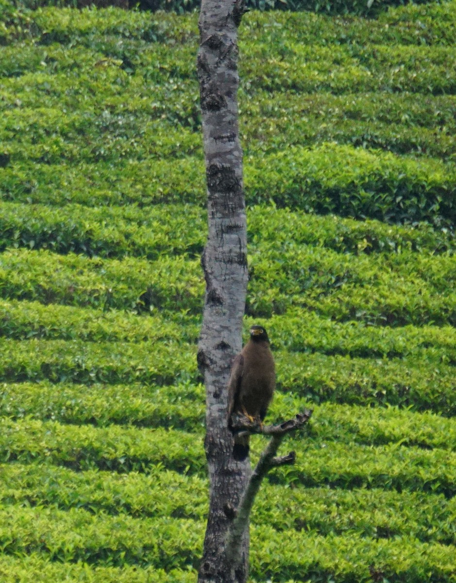 Crested Serpent-Eagle - ML617768951