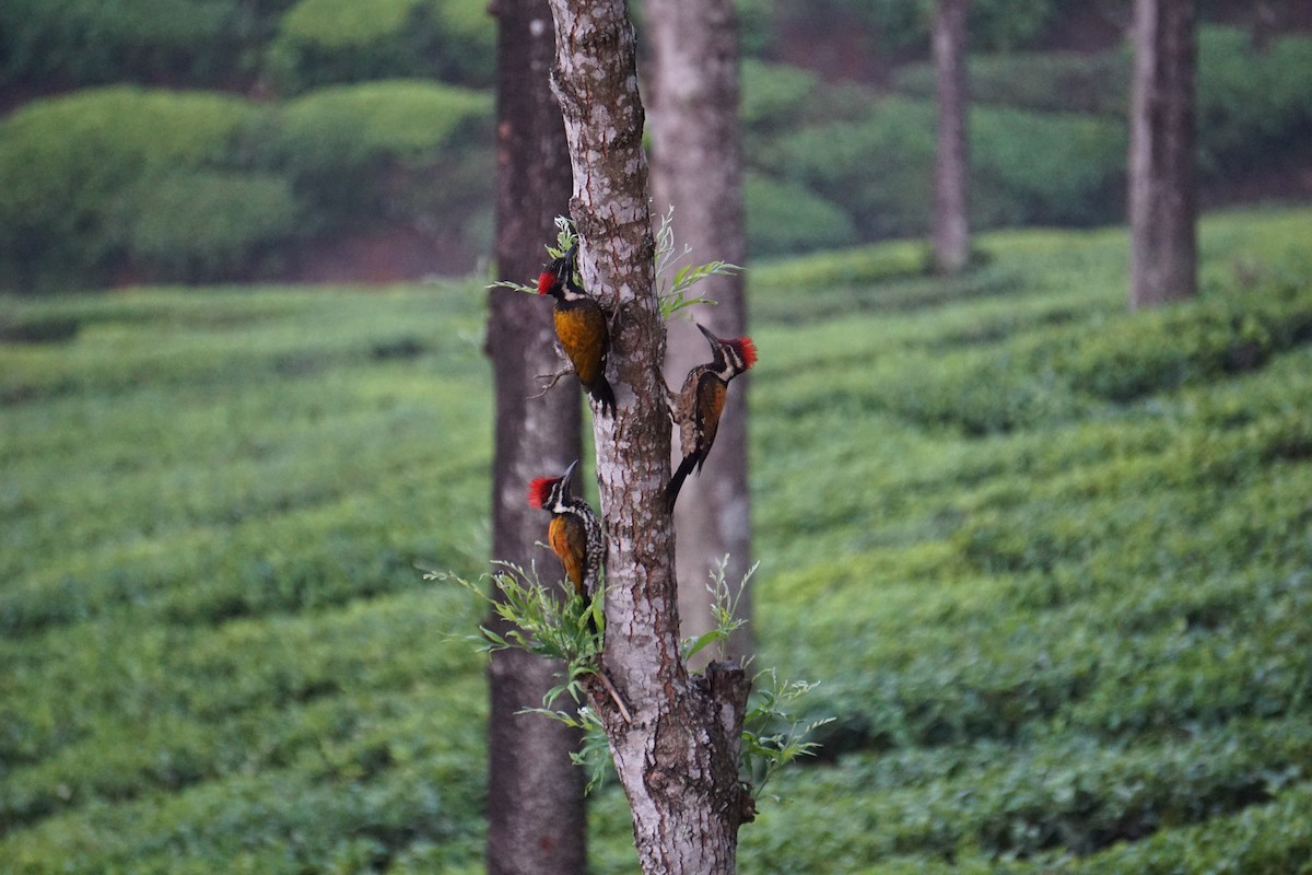 Black-rumped Flameback - ML617768954