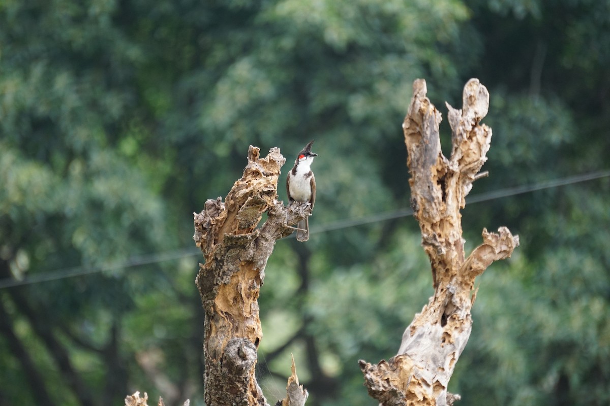 bulbul červenouchý - ML617768983