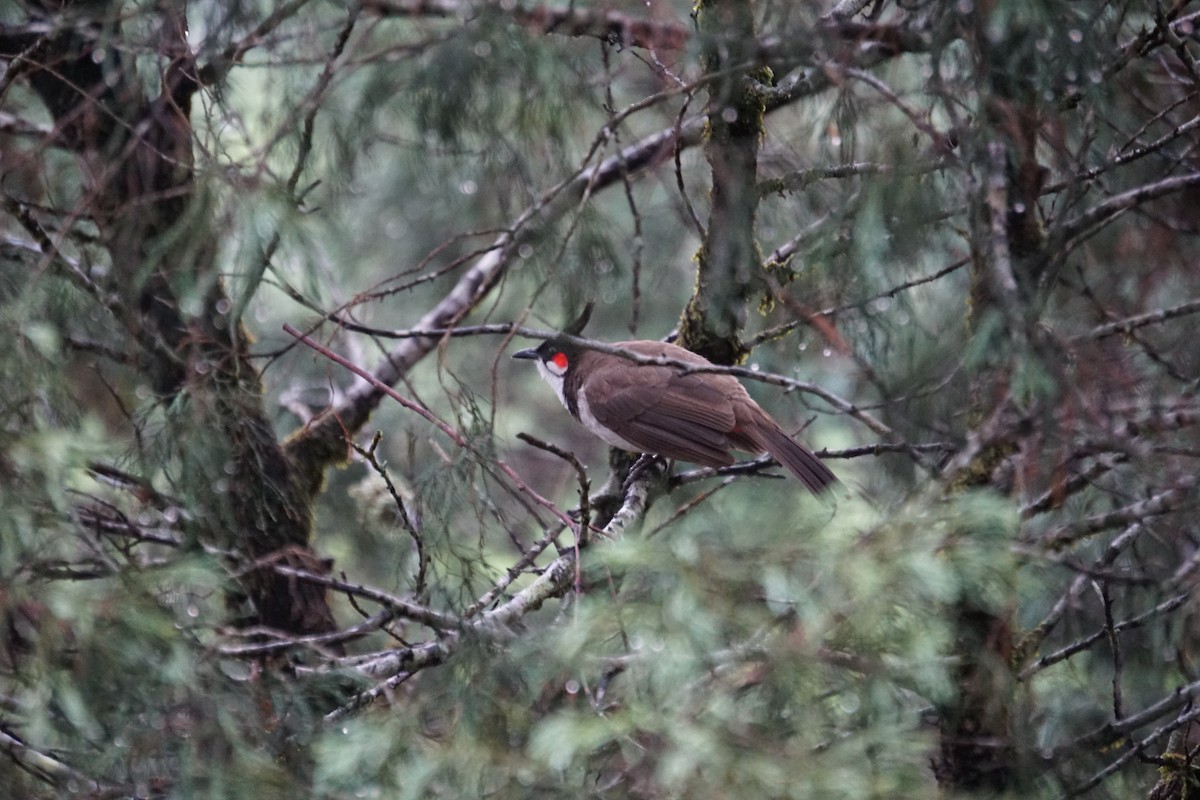 Red-whiskered Bulbul - Srinidhi Kannan