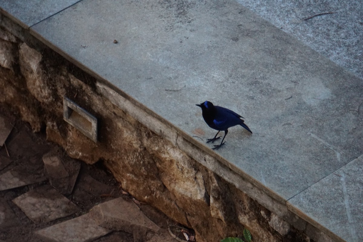 Малабарская синяя птица - ML617768990