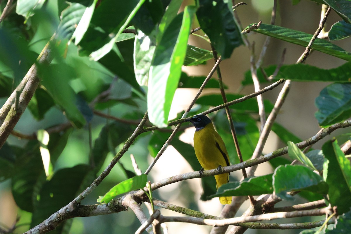 Black-headed Bulbul - Chai Thiam Lau