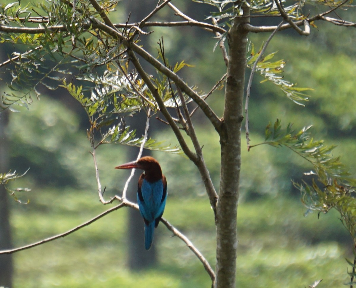 White-throated Kingfisher - ML617769000