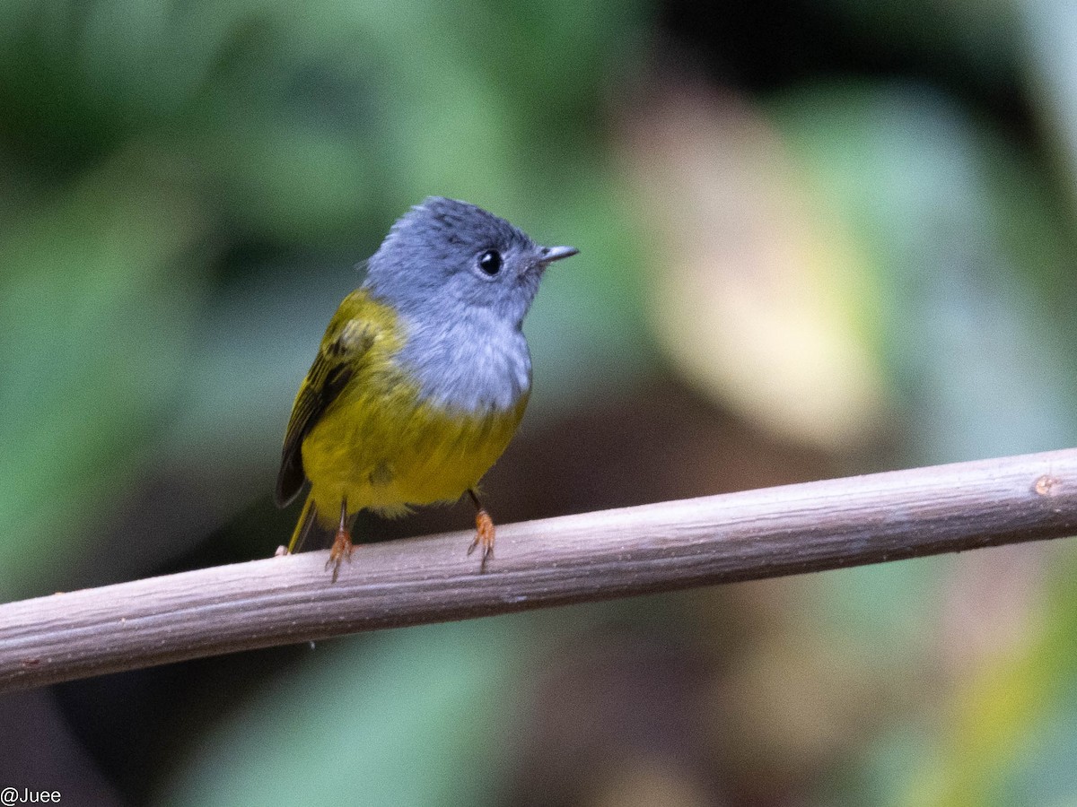 Gray-headed Canary-Flycatcher - ML617769034