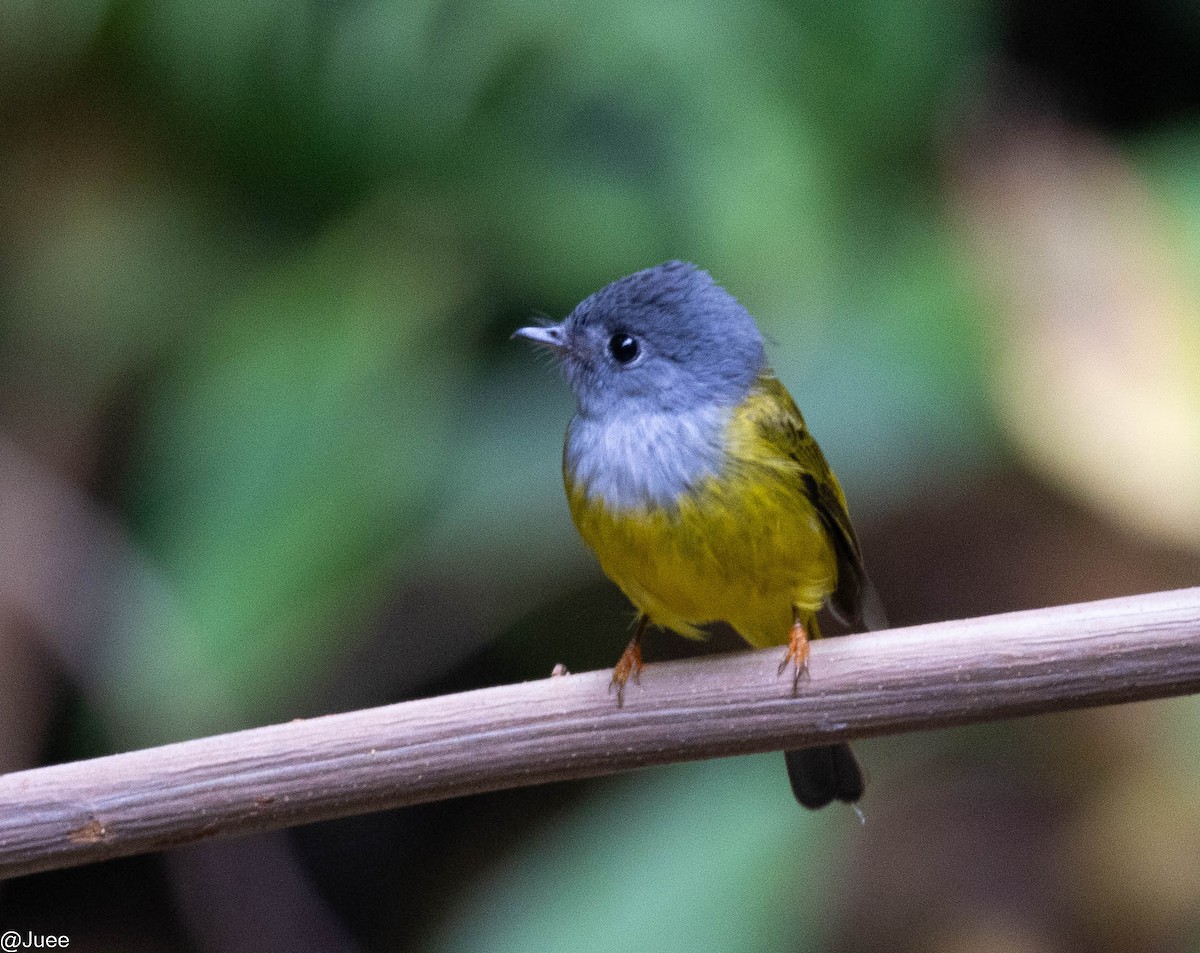 Gray-headed Canary-Flycatcher - ML617769035