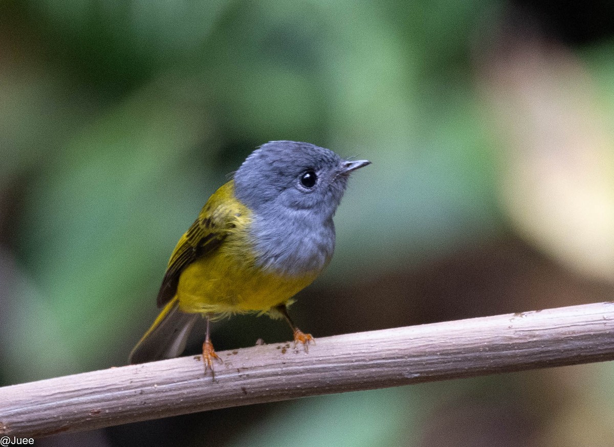 Gray-headed Canary-Flycatcher - ML617769036