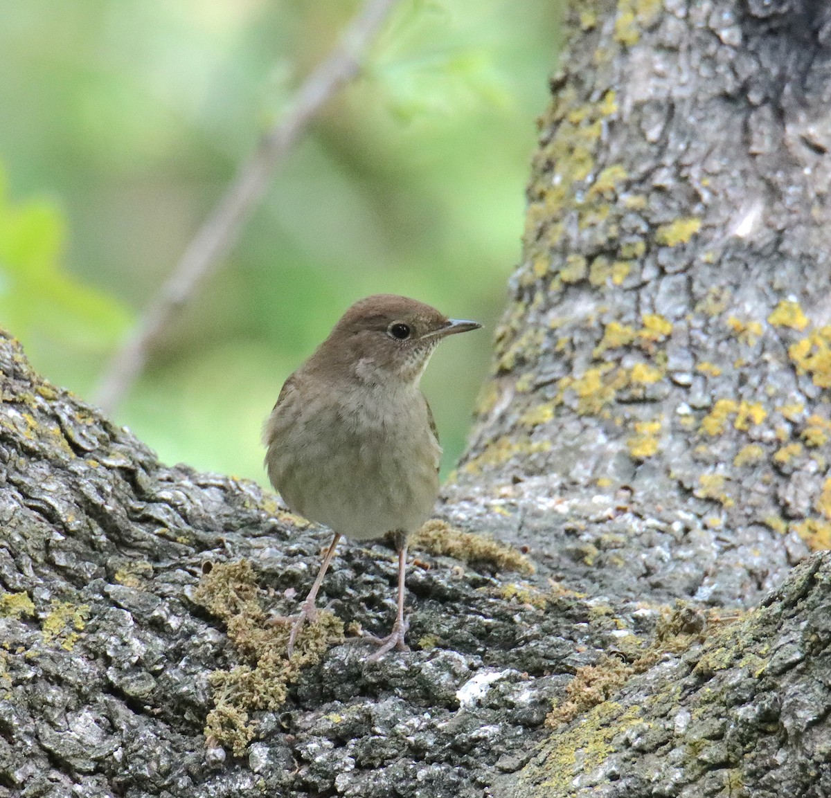 Thrush Nightingale - משה נאמן