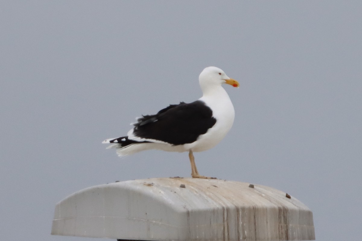 Great Black-backed Gull - ML617769069