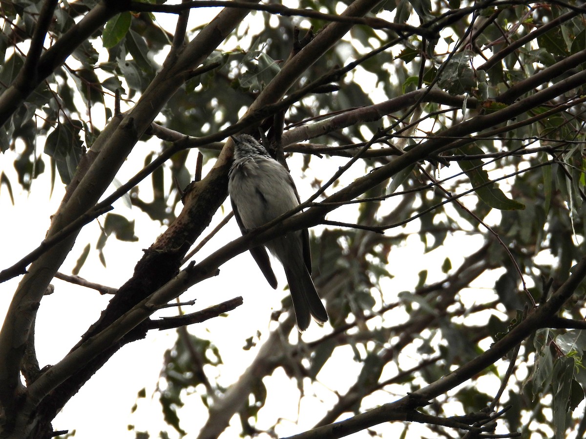 Striped Honeyeater - Andrew Guy