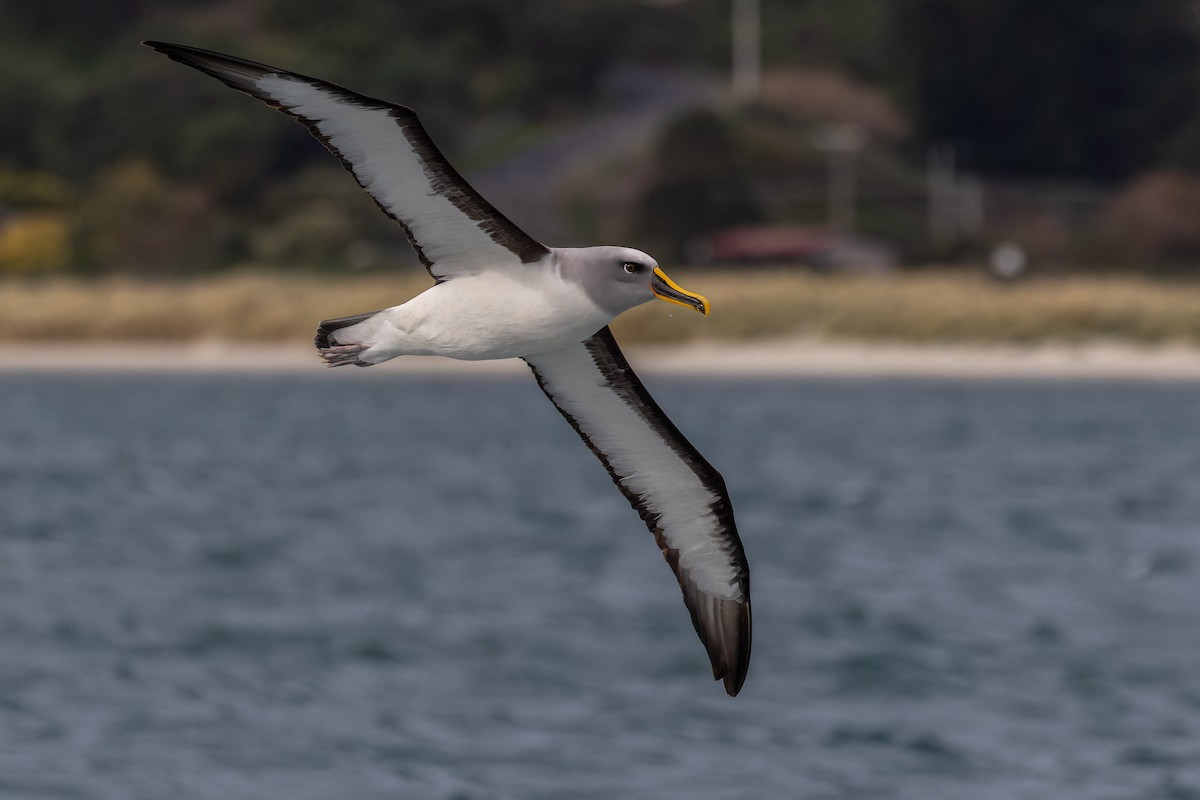 Buller's Albatross - Sila Viriyautsahakul