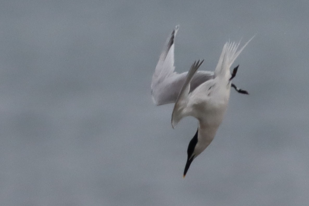 Sandwich Tern - ML617769157