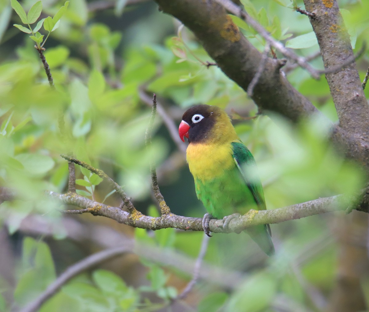 Yellow-collared Lovebird - משה נאמן