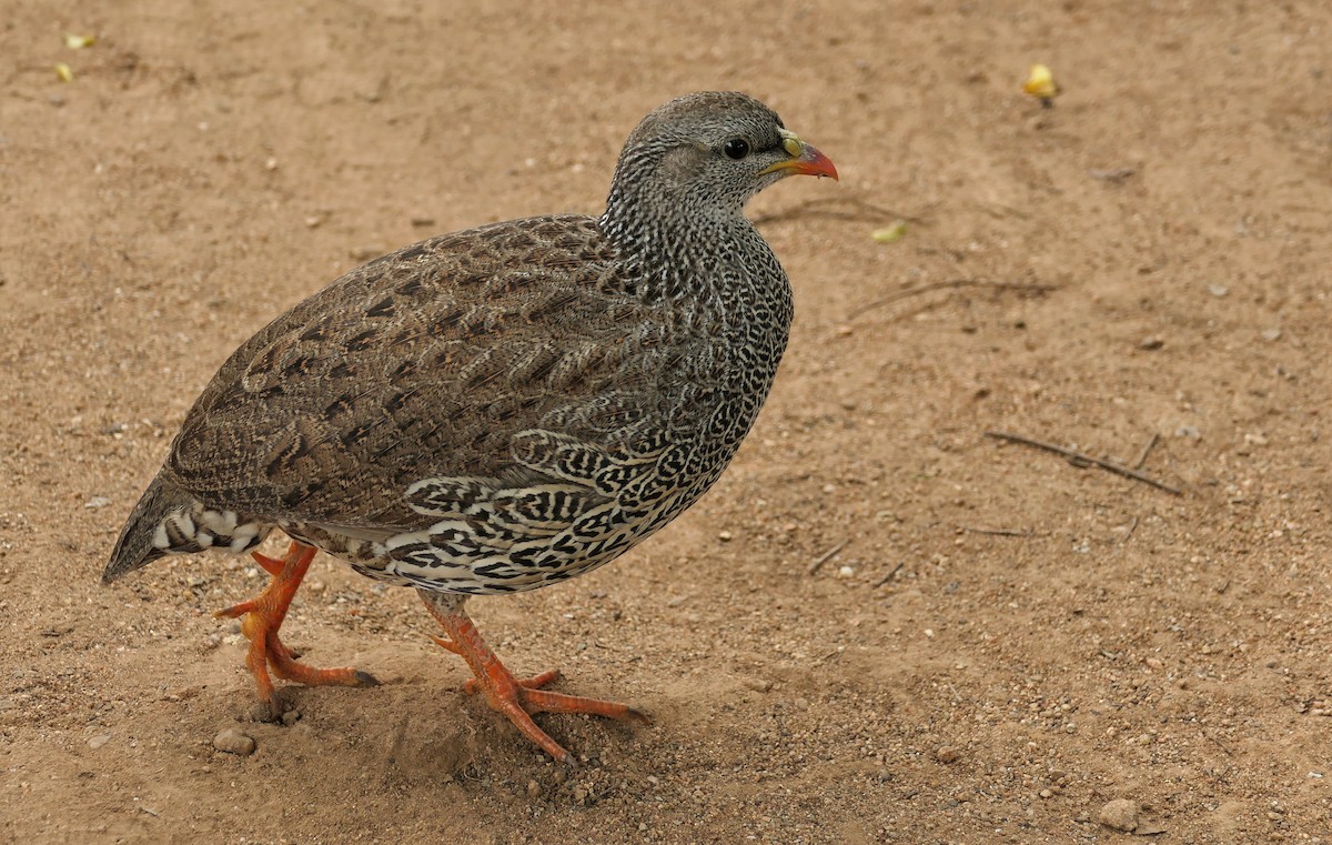 Natal Spurfowl - ML617769190