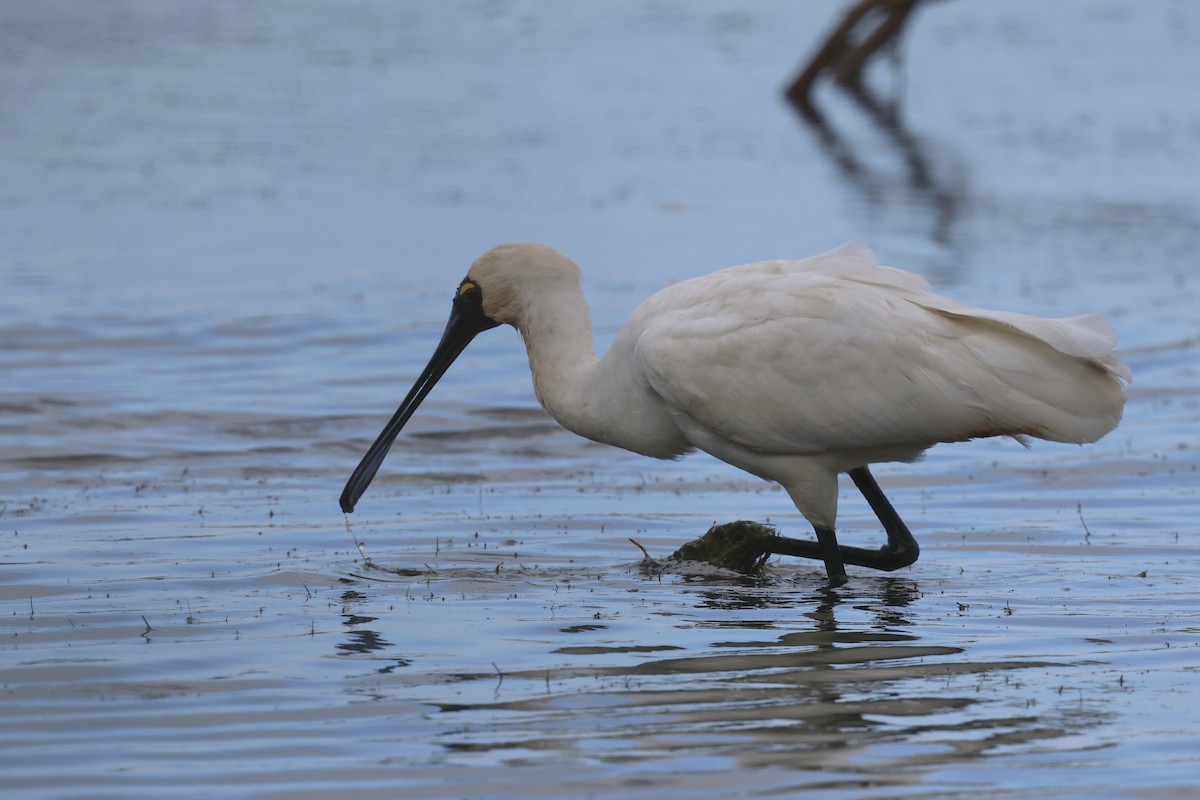 Royal Spoonbill - ML617769196