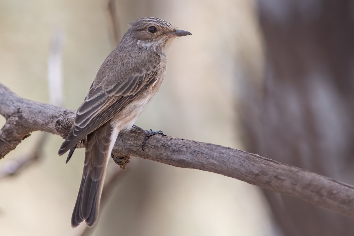 Spotted Flycatcher - Daniel Field