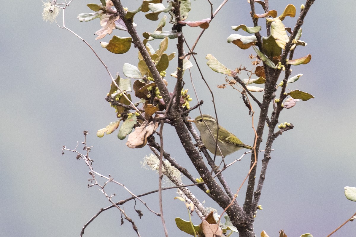 Blyth's Leaf Warbler - Ramesh Shenai