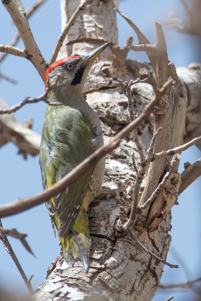 Levaillant's Woodpecker - Daniel Field