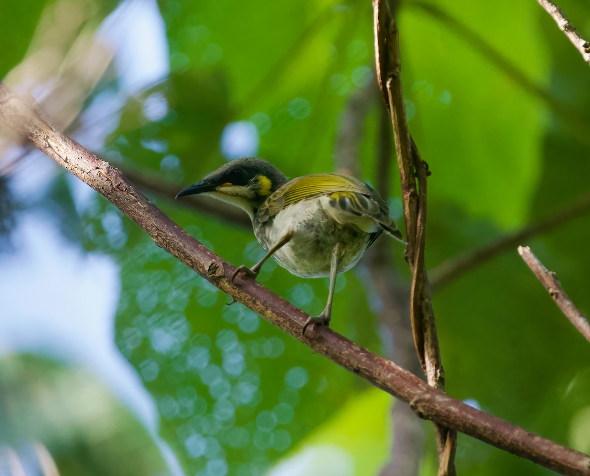 Streak-breasted Honeyeater - ML617769253