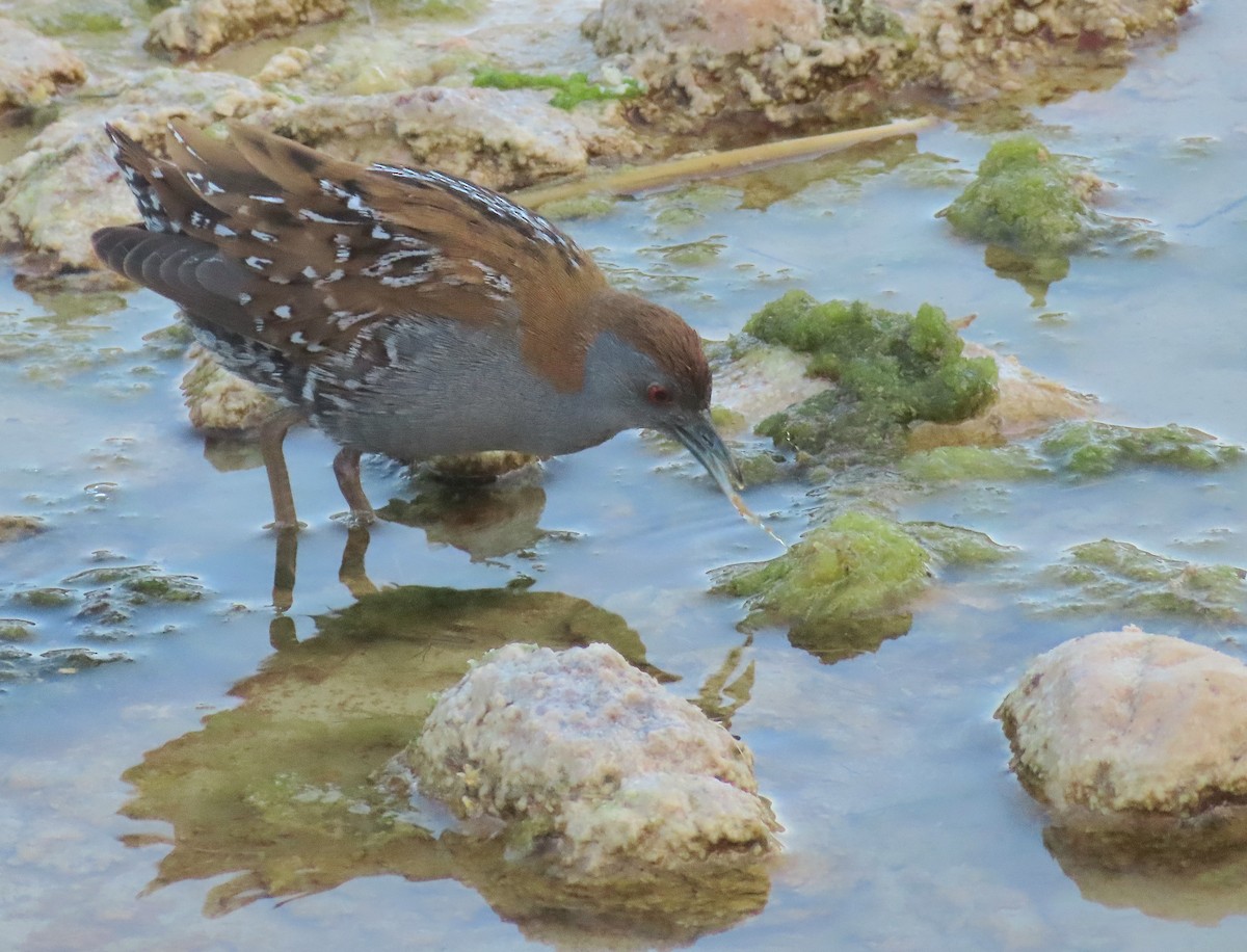 Baillon's Crake - ML617769265