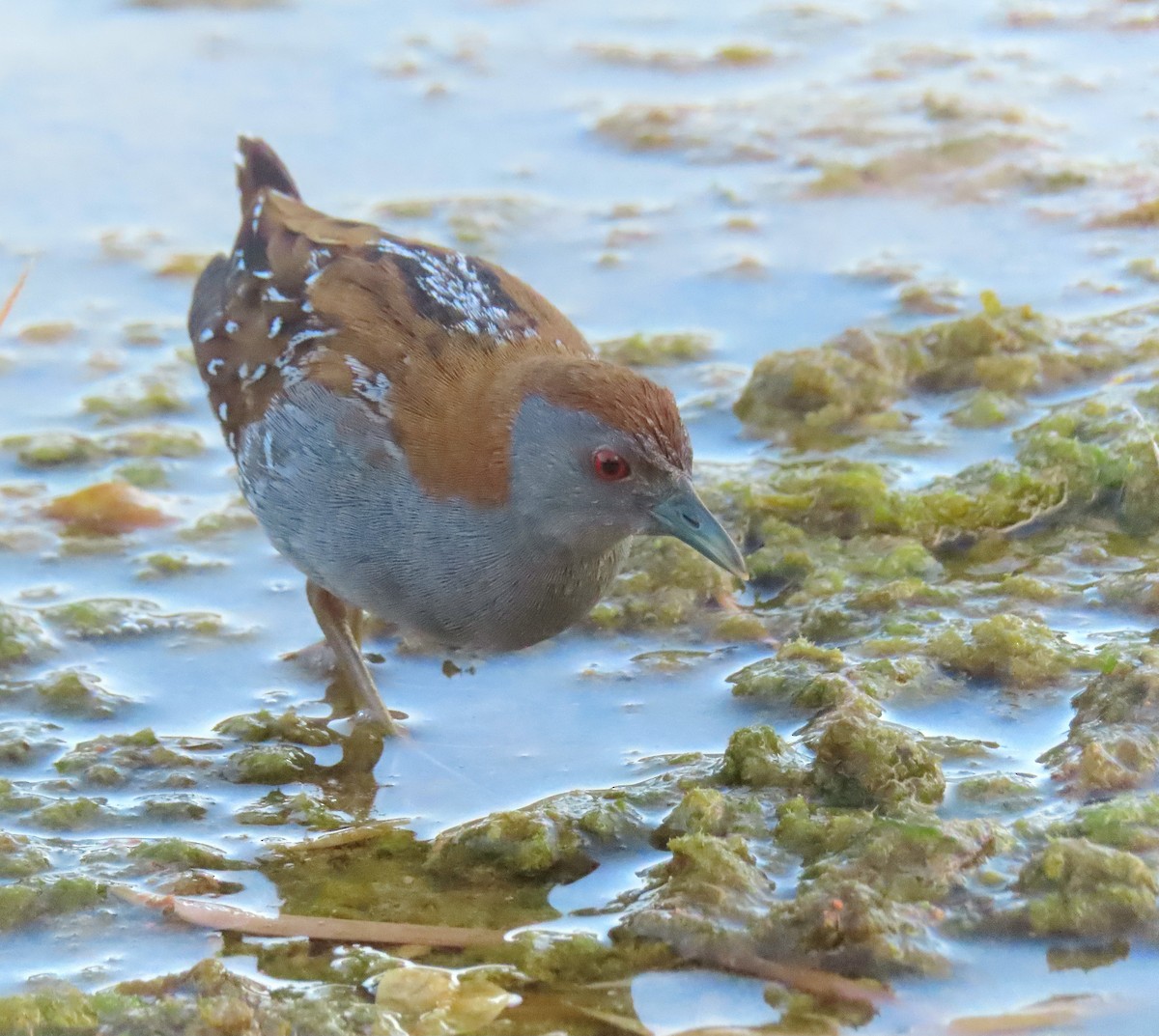 Baillon's Crake - ML617769268