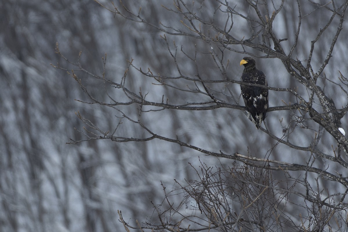 Steller's Sea-Eagle - Khaleb Yordan