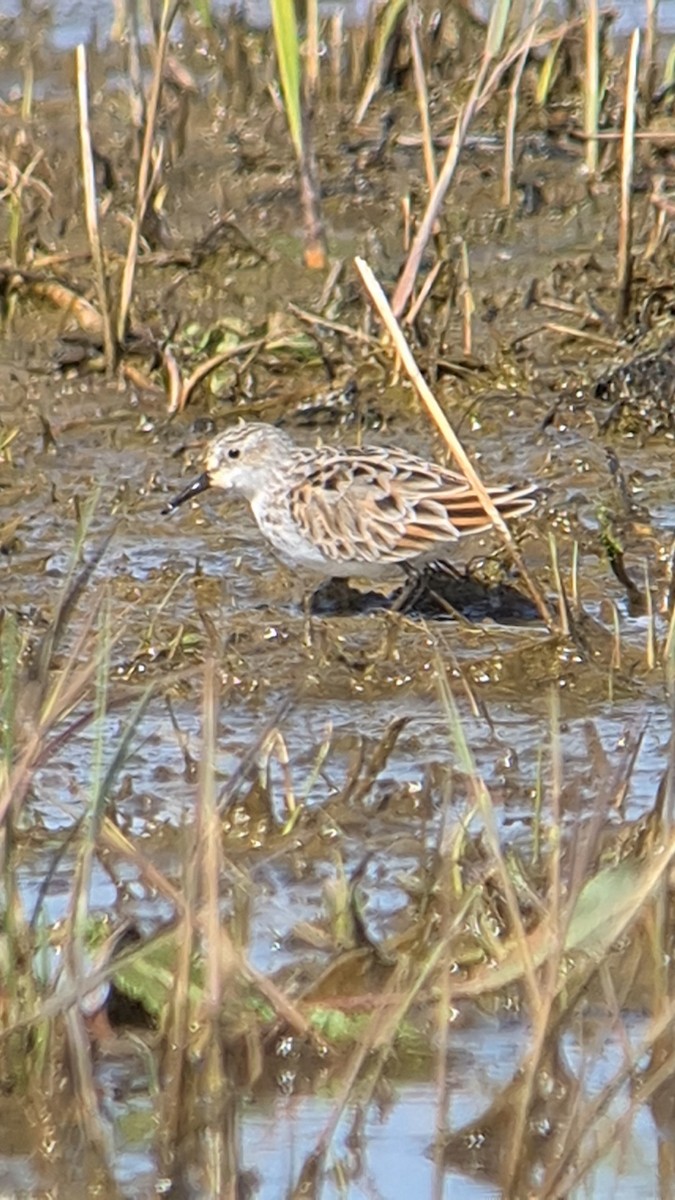 Little Stint - ML617769287